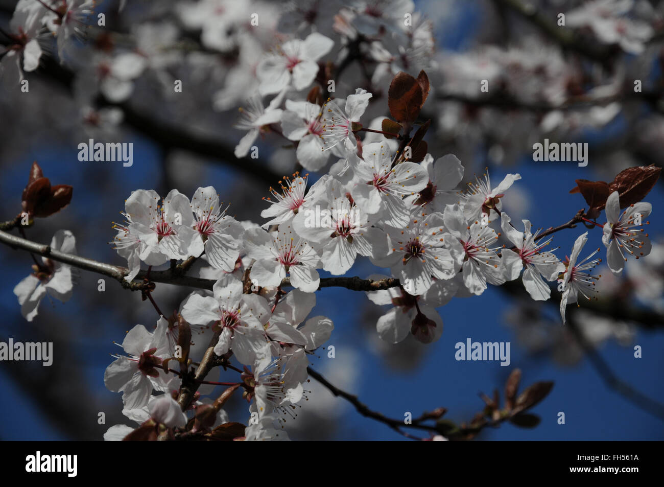 Foglia viola Cherry Plum Foto Stock