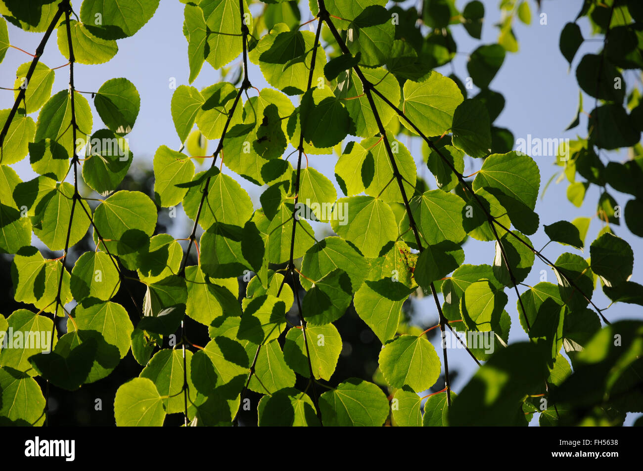 Albero di Katsura Foto Stock