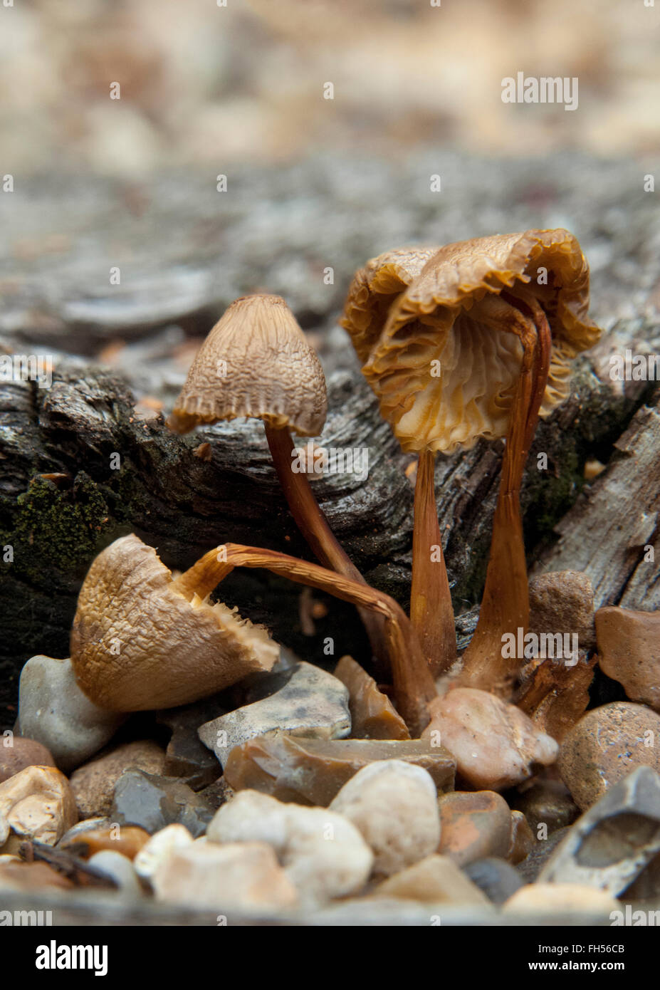 Toadstools essiccato in un giardino di roccia con tra ciottoli e driftwood Foto Stock