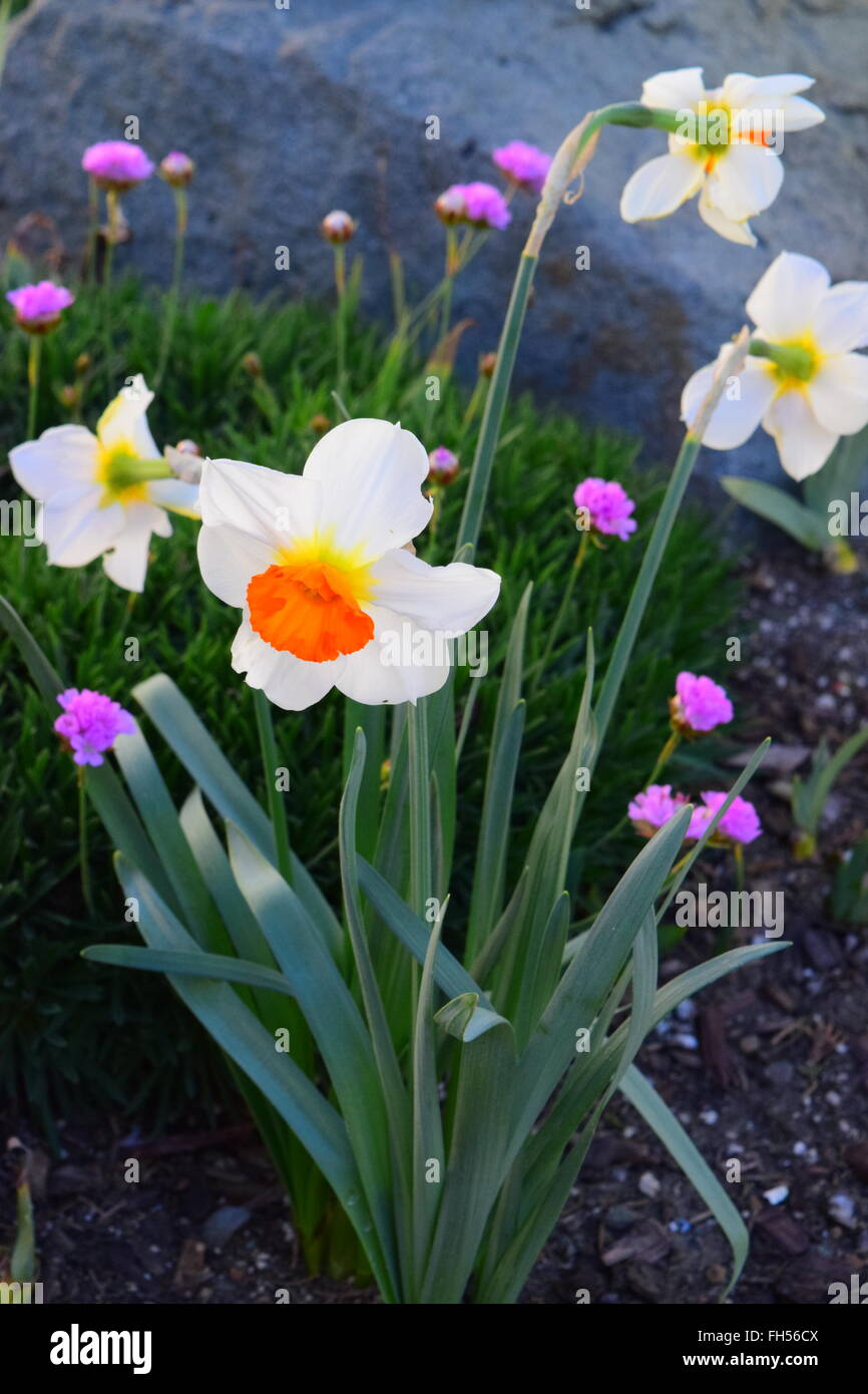 Jonquil. Narciso. Inizio della primavera fiorisce. Foto Stock