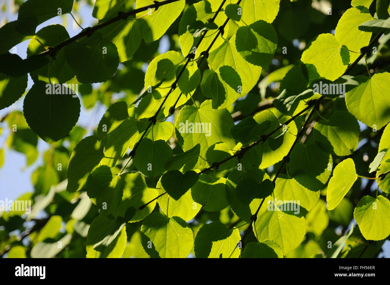 Albero di Katsura Foto Stock