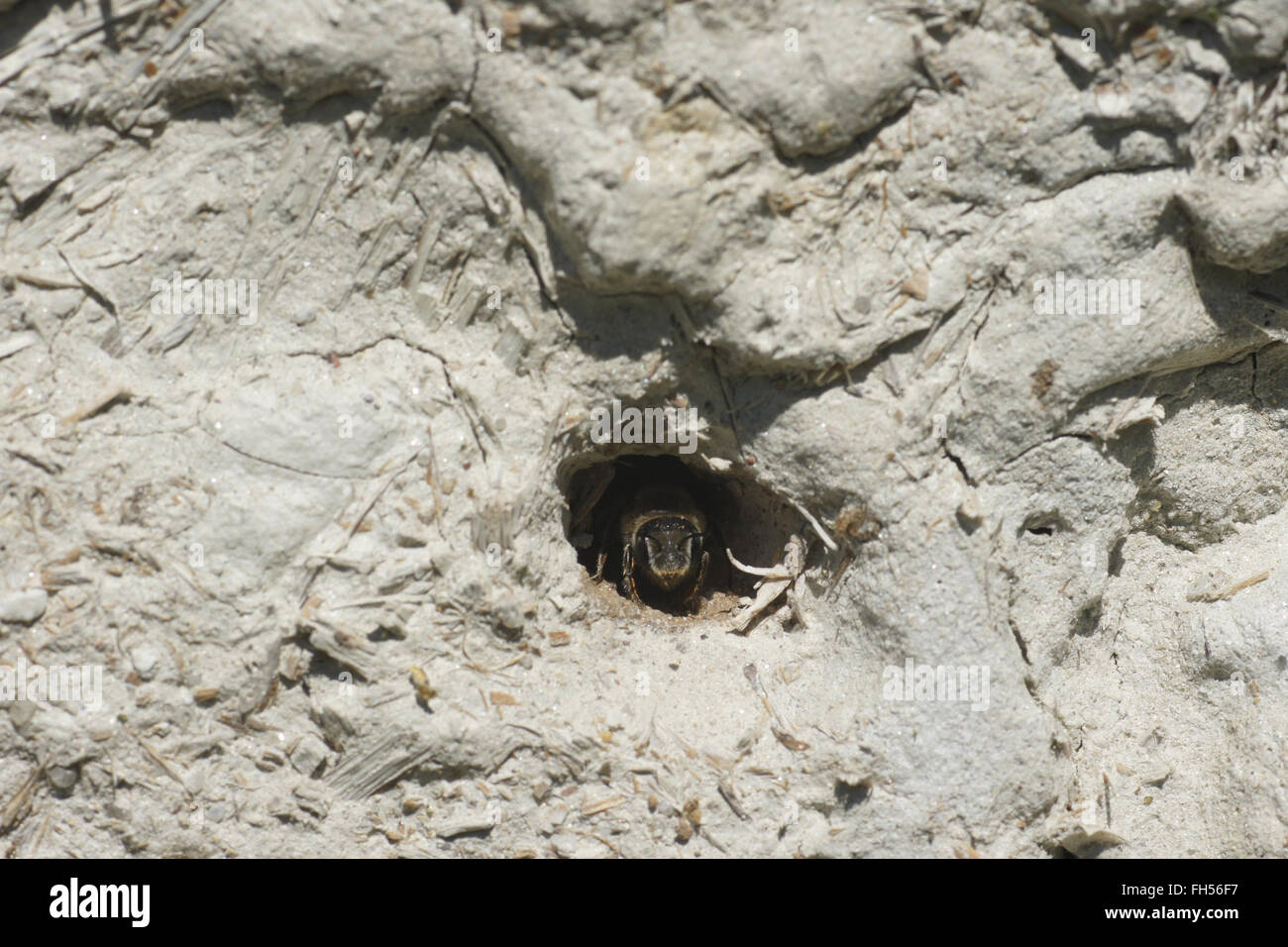Wild bee in un hotel di insetto Foto Stock
