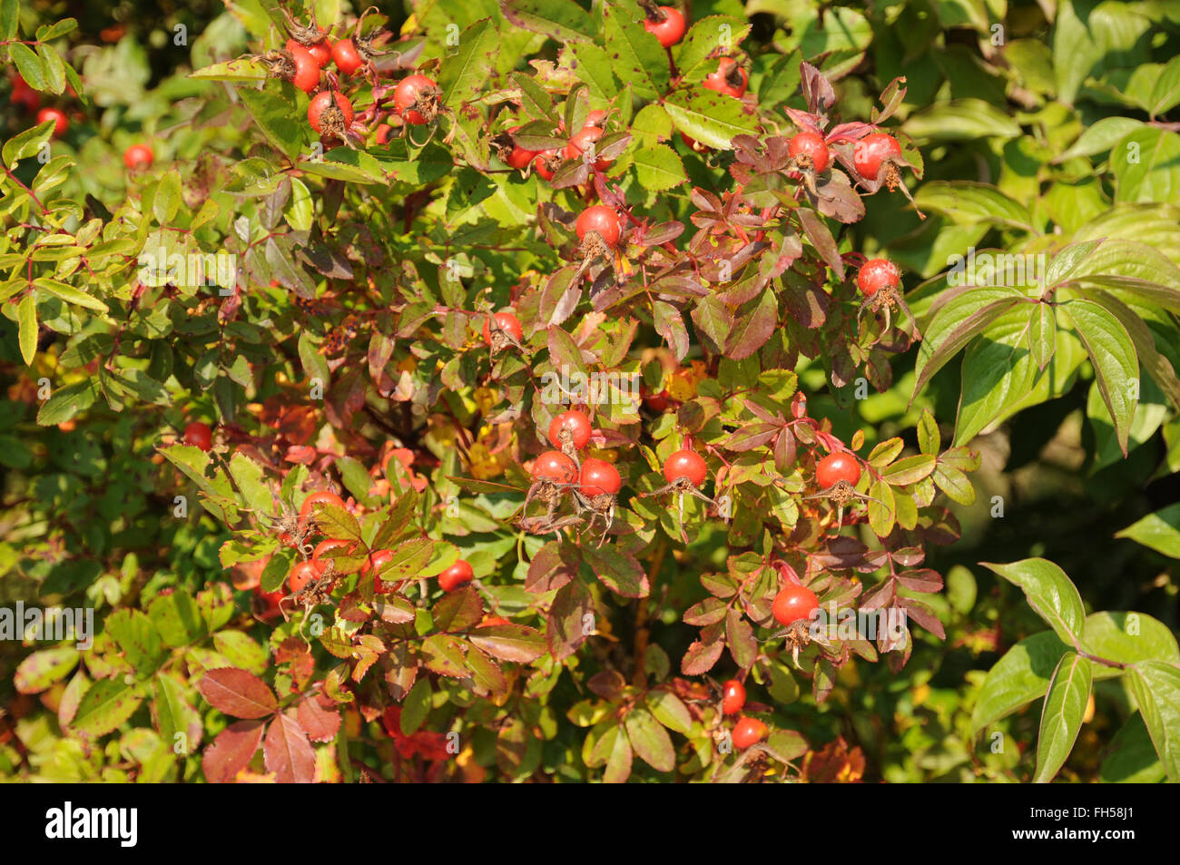 Shining rose Foto Stock