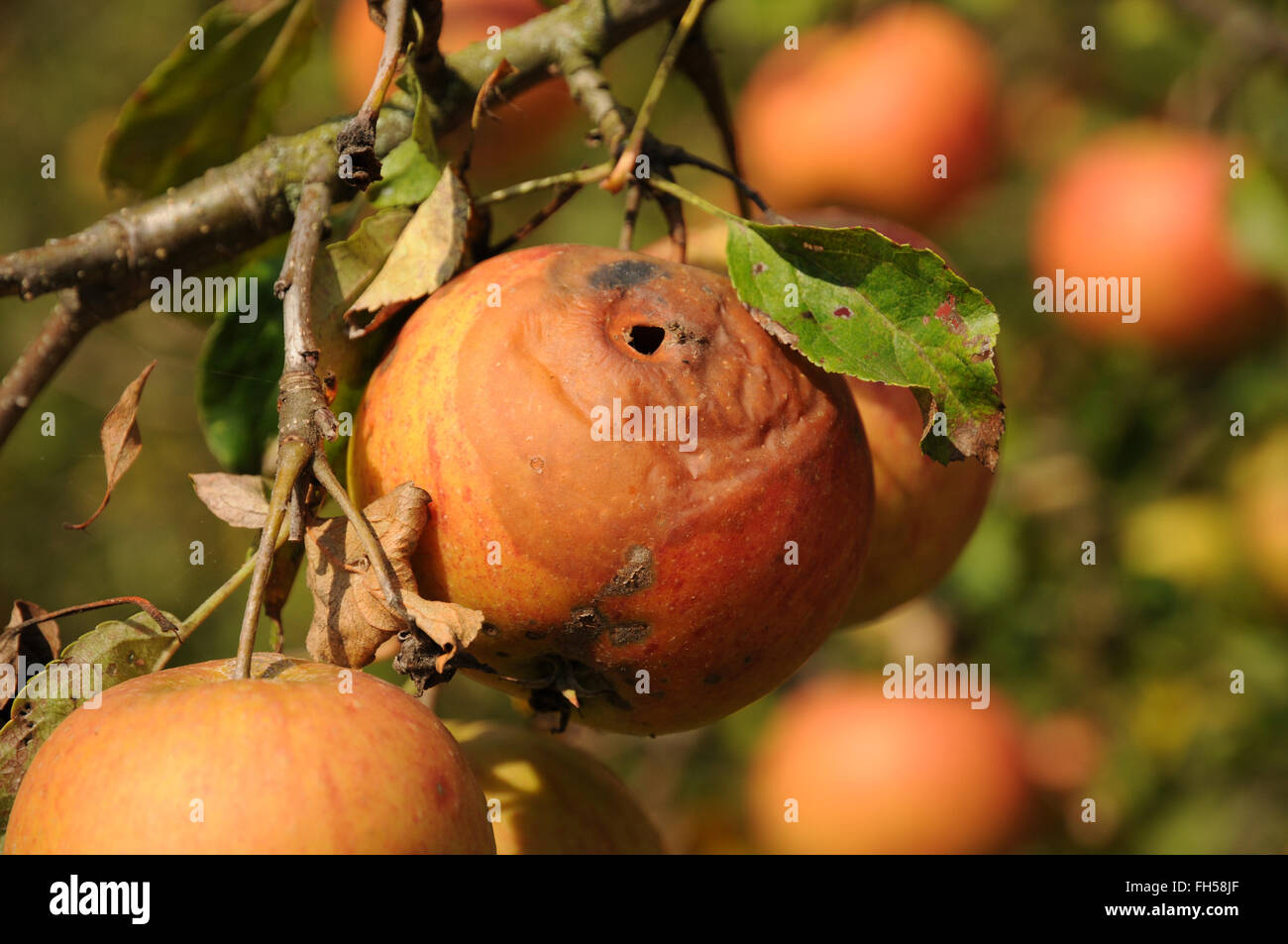 Apple, marciume Foto Stock