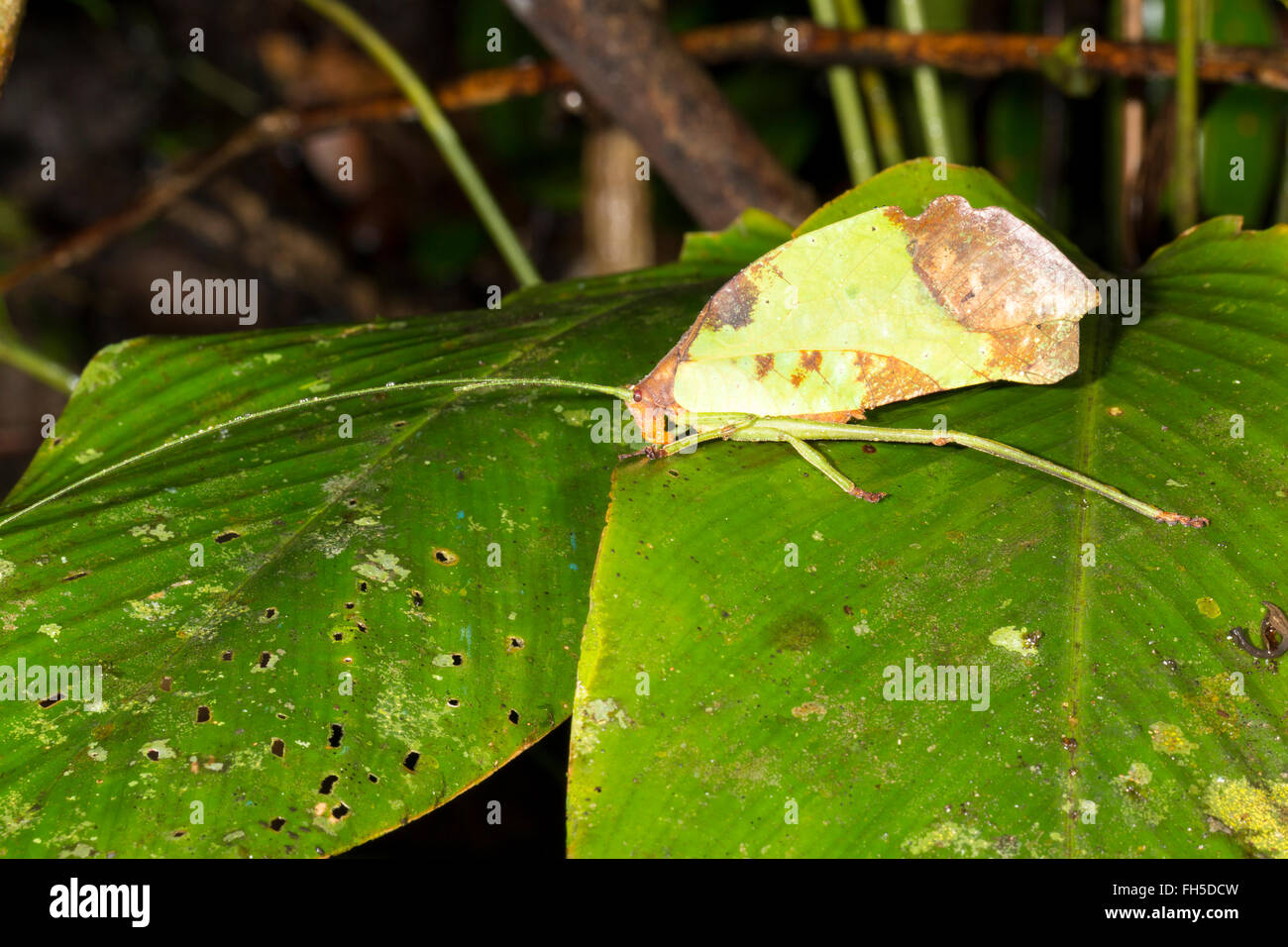 Leaf mimare katydid (Pterochroza ocellata, famiglia Tettiginiidae) nel sottobosco della foresta pluviale, provincia di Pastaza, Ecuador Foto Stock