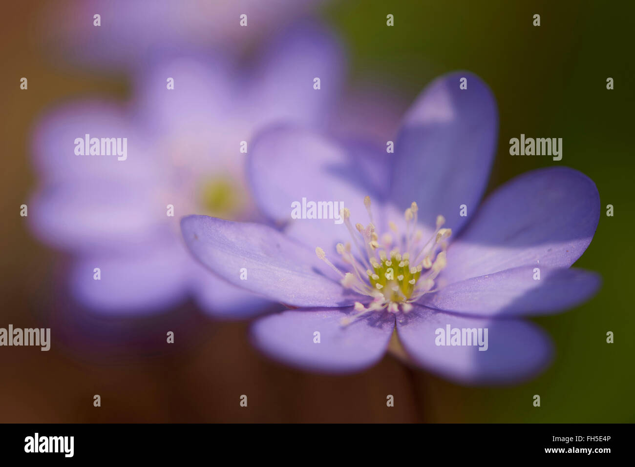 Close-up di Hepatica comune (Anemone hepatica) sulla foresta-piano in primavera, Alto Palatinato, Baviera, Germania Foto Stock