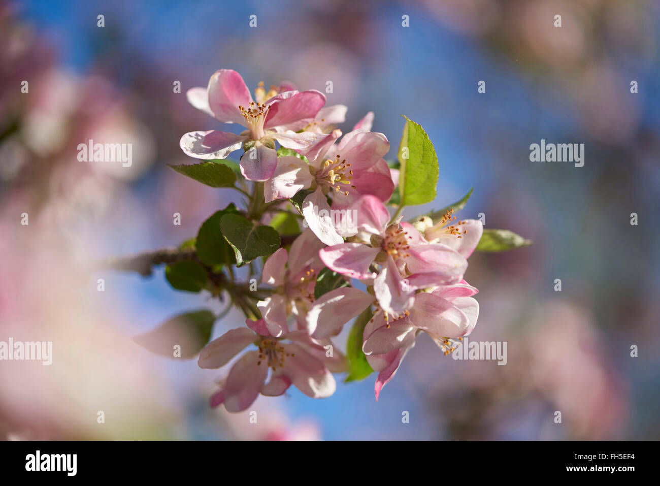 Close-up di Apple (malus domestica) fiorisce in primavera, Baviera, Germania Foto Stock