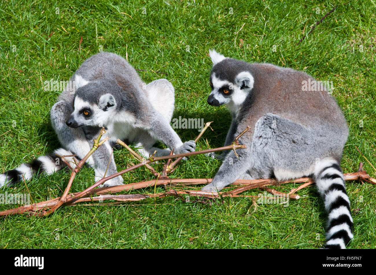 Due viti ad anello dei lemuri codato, lemuri catta, seduti su erba sotto il sole. Foto Stock