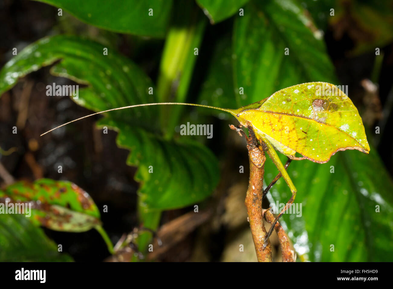 Leaf mimare katydid nel sottobosco della foresta pluviale, provincia di Pastaza, Ecuador Foto Stock