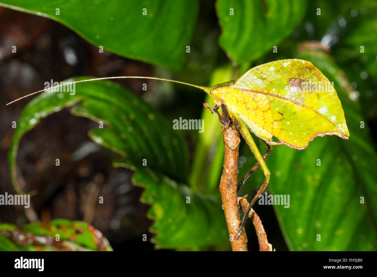 Leaf mimare katydid nel sottobosco della foresta pluviale, provincia di Pastaza, Ecuador Foto Stock