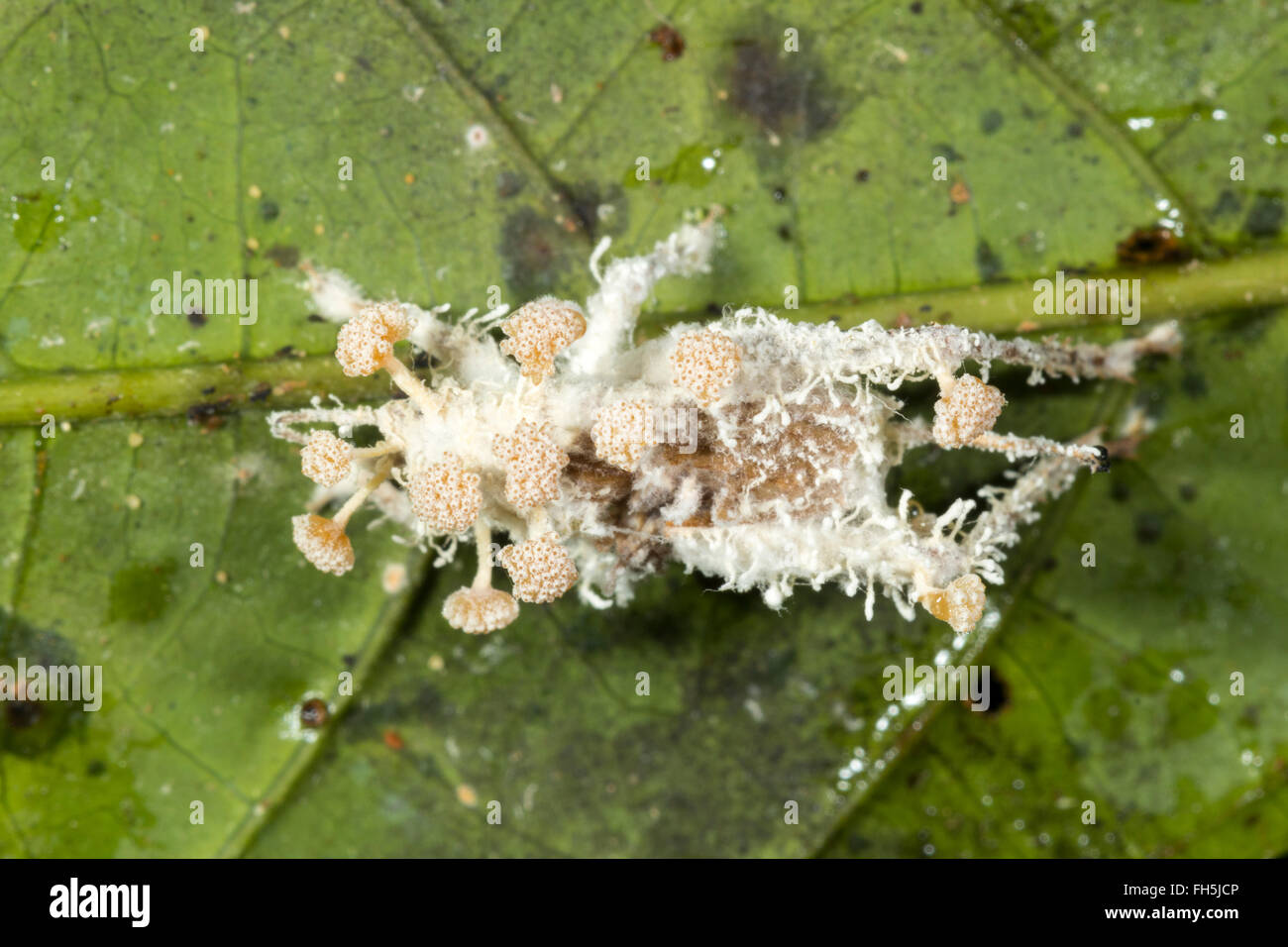 Cordyceps fungo di infettare un grillo nel sottobosco della foresta  pluviale, provincia di Pastaza, Ecuador Foto stock - Alamy