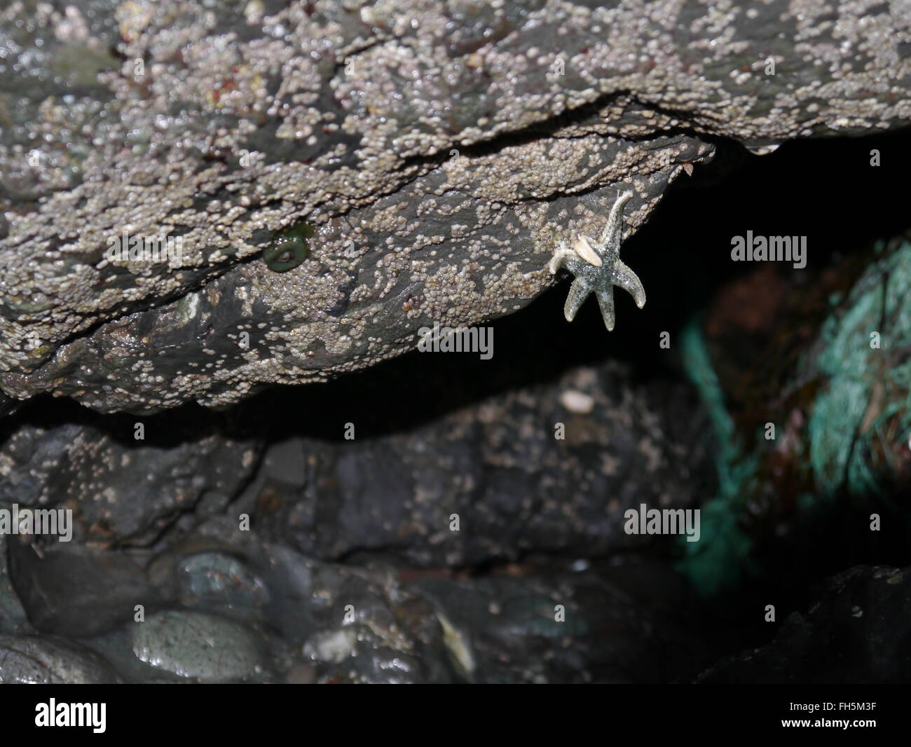 Piccolo pesce stella aggrappati a barnacle incrostati di rock Foto Stock