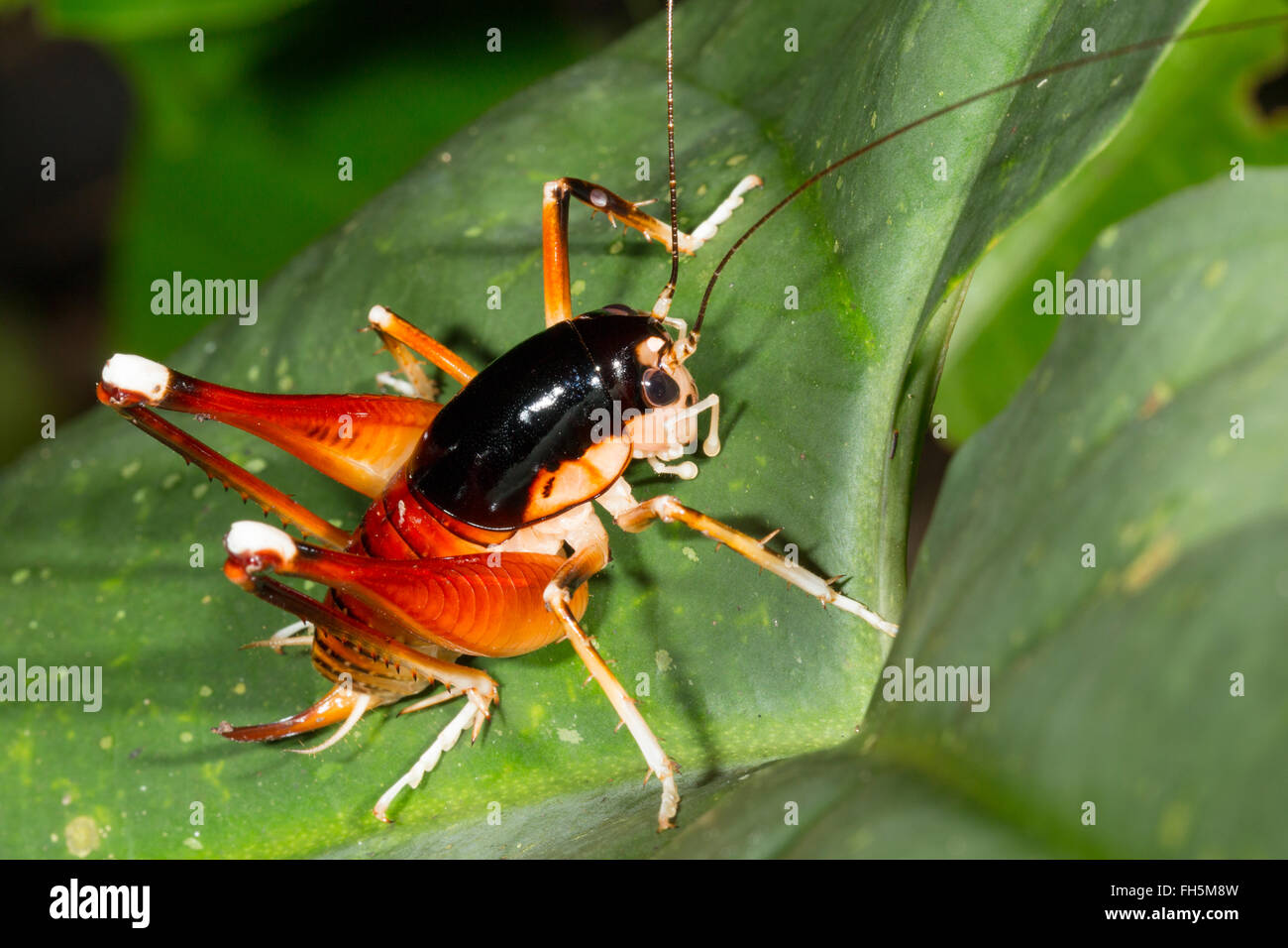 Bianco-impastare il re cricket (Papauaistus sp.) nella foresta pluviale, provincia di Pastaza, Ecuador Foto Stock