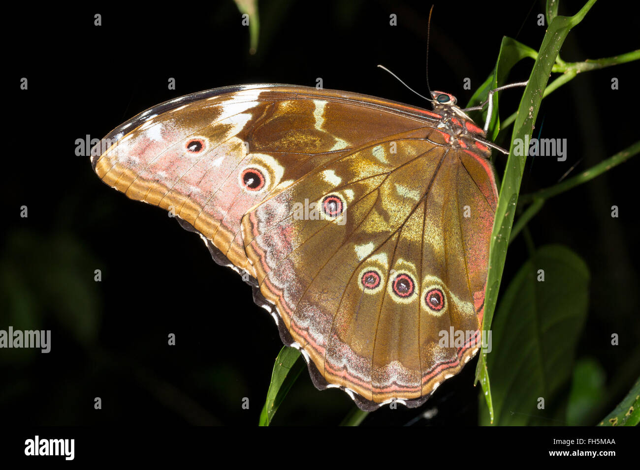 Morpho butterfly a riposo nel sottobosco della foresta pluviale con ali ripiegate, provincia di Pastaza, Ecuador Foto Stock