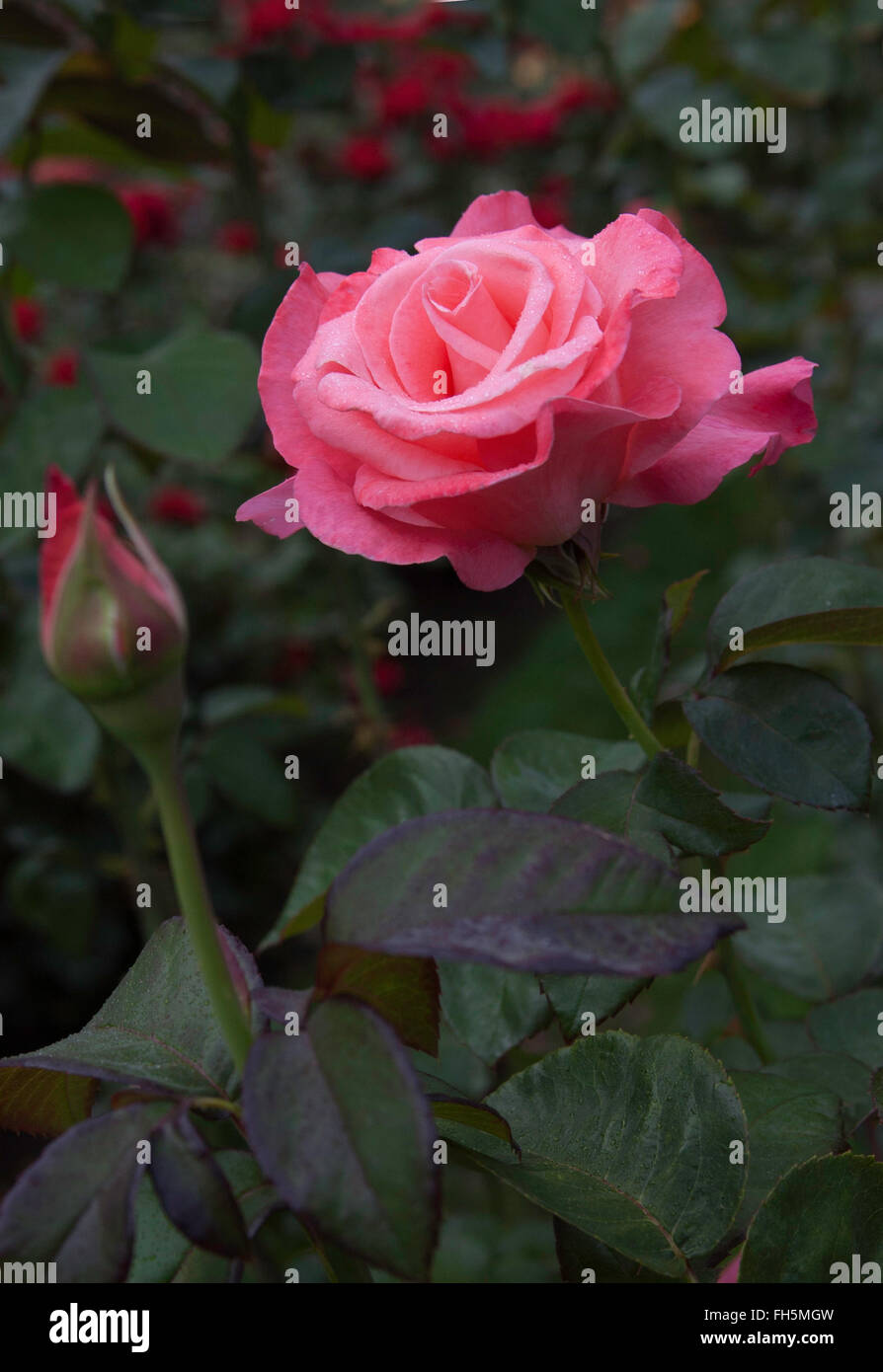 Rosa il primo premio, rosa, classic, ibrido tè, Foto Stock