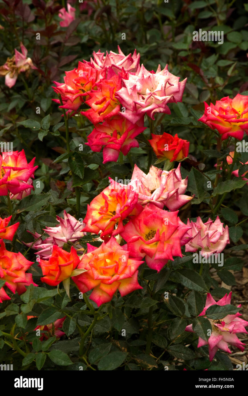 Rosa Rainbows End , rose in miniatura, Foto Stock