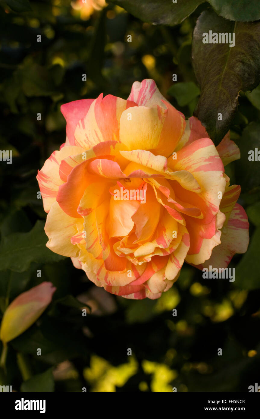 Rosa tramonto tropicale Foto Stock