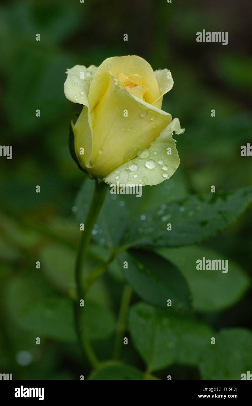 Rosa, Rosa, San Patrizio, Hybrid tea, giallo Foto Stock