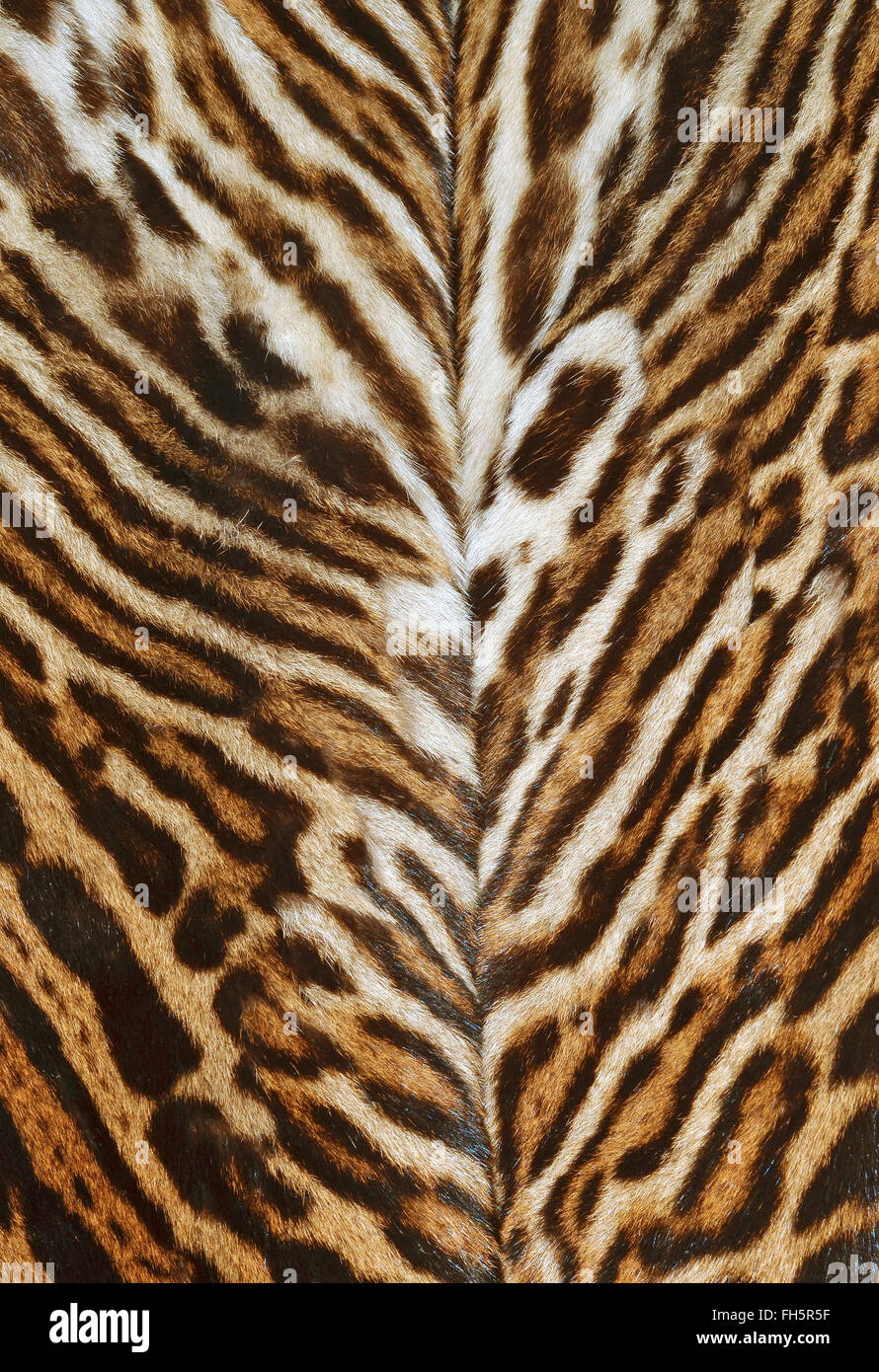 pelliccia di Ocelot Foto stock - Alamy