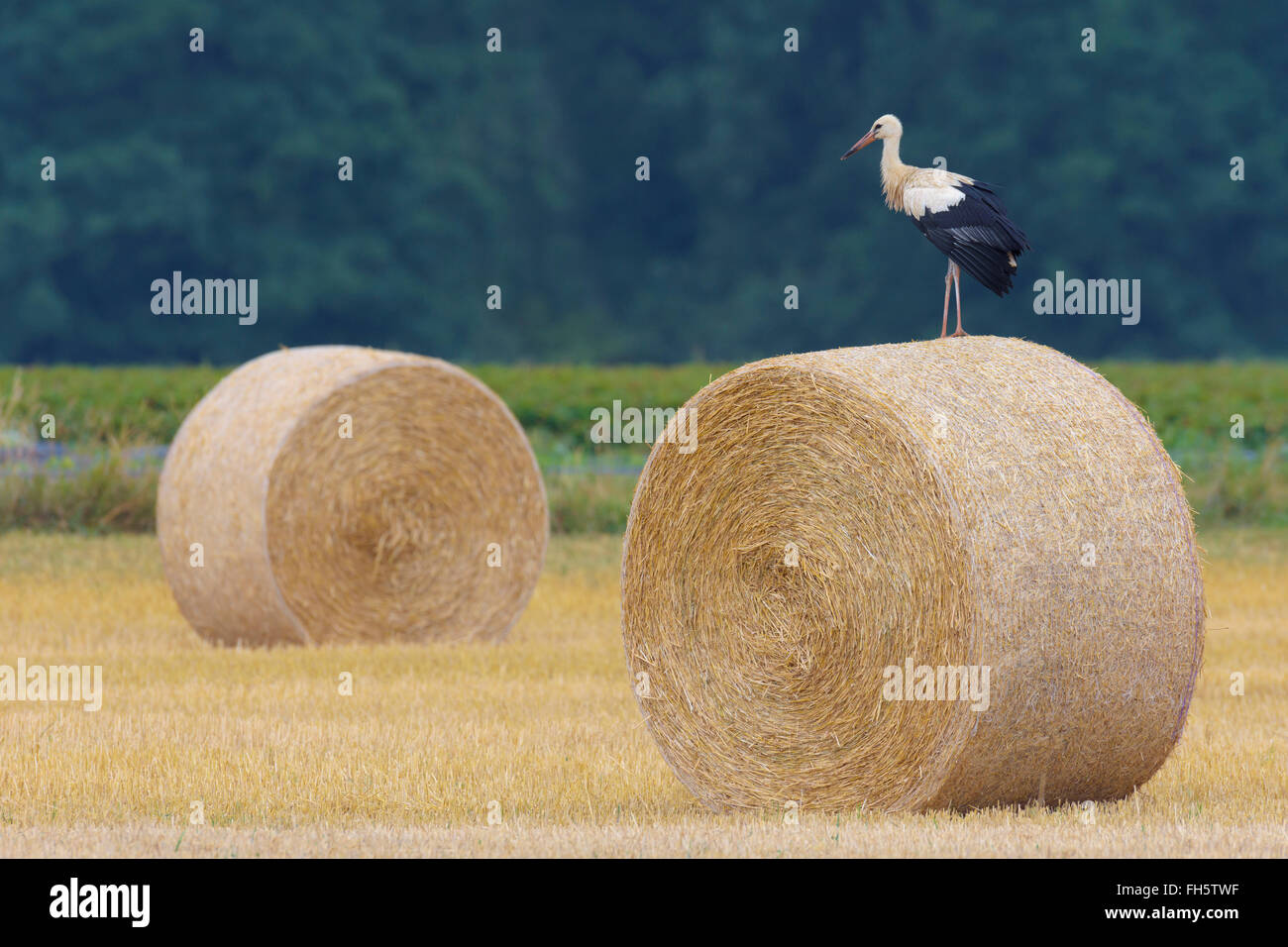 Cicogna bianca (Ciconia ciconia) sulla balla di fieno, Hesse, Germania Foto Stock