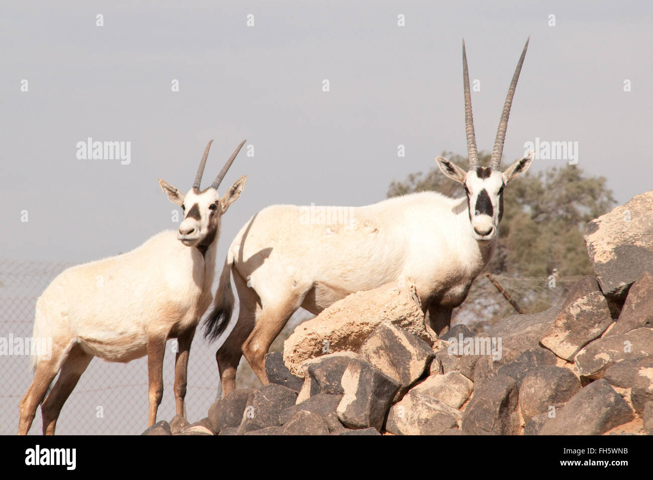 Un gregge di rara Orice Araba nella Riserva Naturale di Shaumari alla periferia dell'Oasi di Azraq nel deserto orientale del Regno Hashemita di Giordania. Foto Stock