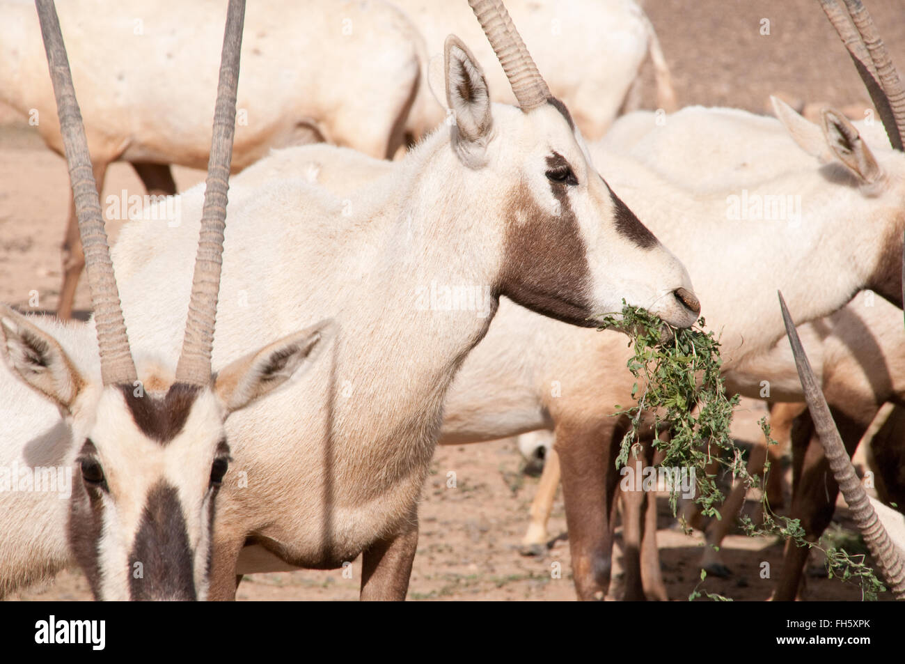 Un gregge di rara Orice Araba nella Riserva Naturale di Shaumari alla periferia dell'Oasi di Azraq nel deserto orientale del Regno Hashemita di Giordania. Foto Stock