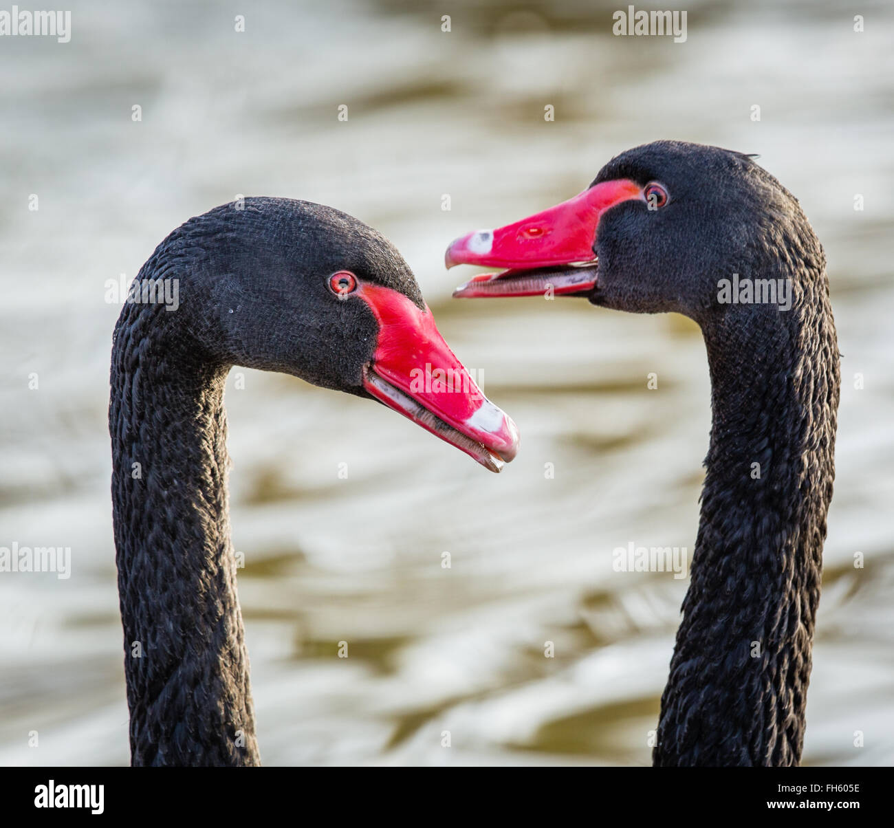 Il corteggiamento coppia di cigni neri Cygnus atratus visualizzando gli uni agli altri dalla testa bobbing e chiamate - Slimbridge REGNO UNITO Foto Stock