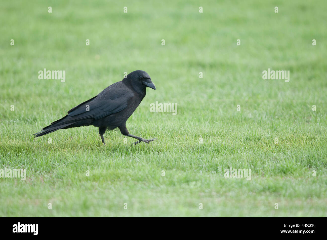 Corvo nero camminare sull'erba Foto Stock