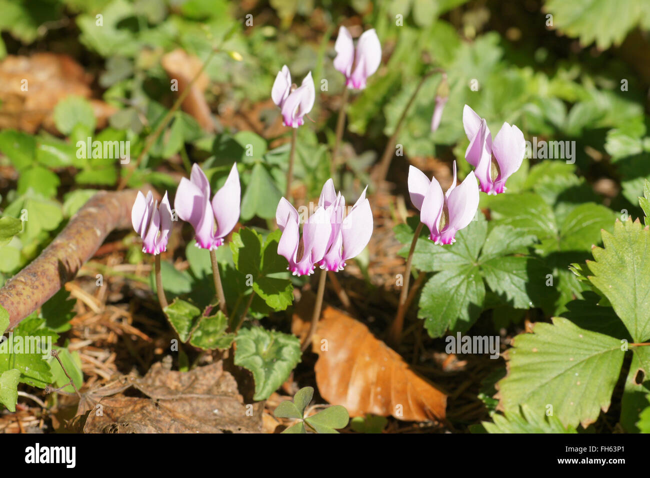 Ciclamino hederifolium, edera-foglia viola persiano Foto Stock
