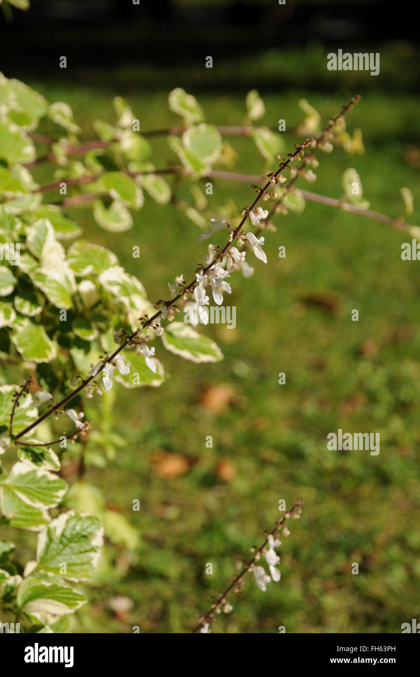 Variegato edera svedese Foto Stock