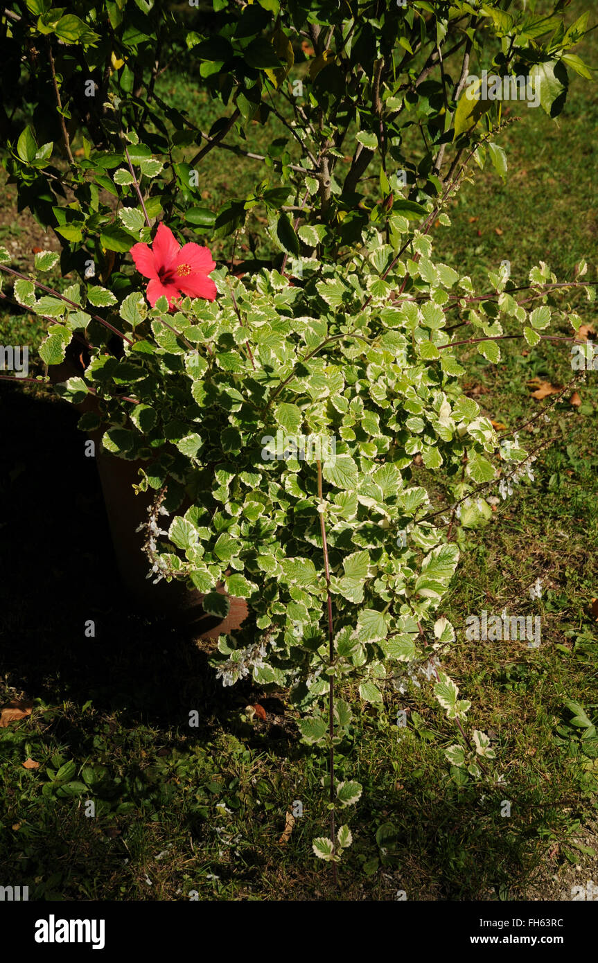 Variegato edera svedese Foto Stock