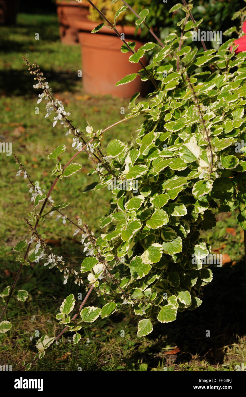 Variegato edera svedese Foto Stock