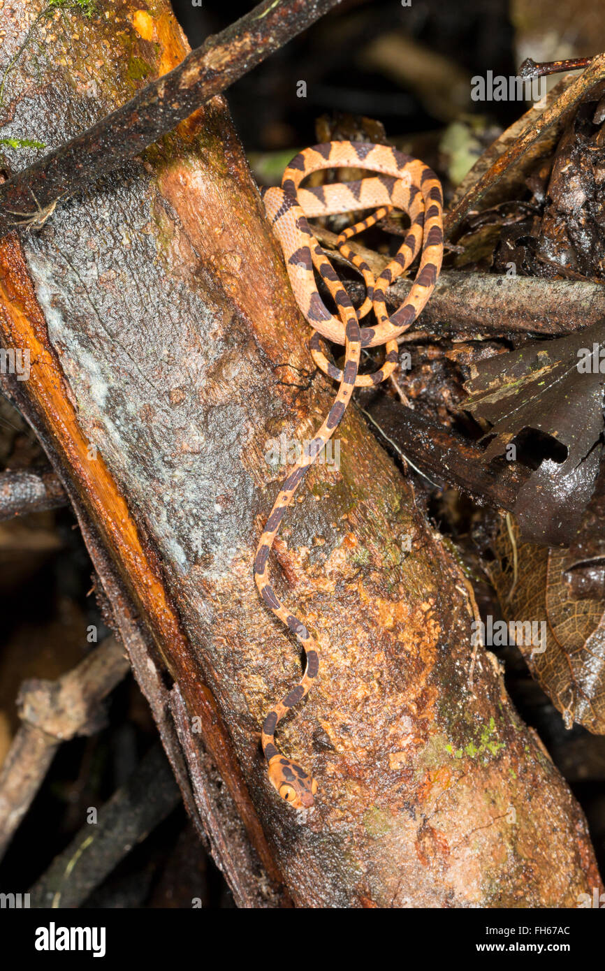 Blunthead Treesnake (Imantodes lentiferus) nella foresta pluviale, provincia di Pastaza, Ecuador Foto Stock
