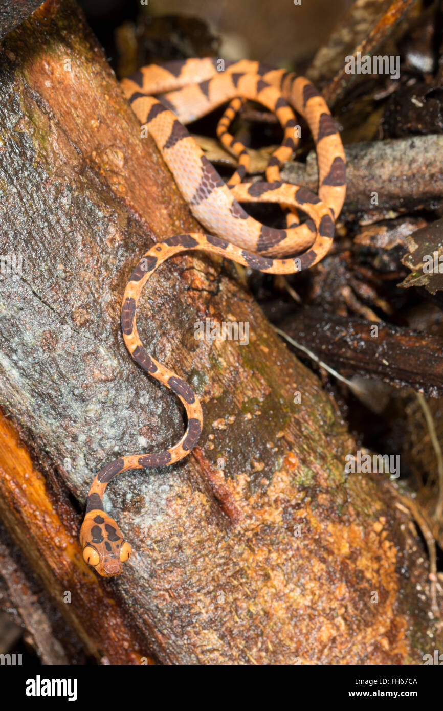 Blunthead Treesnake (Imantodes lentiferus) nella foresta pluviale, provincia di Pastaza, Ecuador Foto Stock