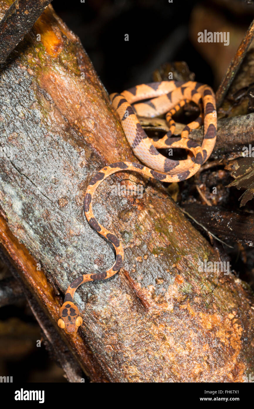 Blunthead Treesnake (Imantodes lentiferus) nella foresta pluviale, provincia di Pastaza, Ecuador Foto Stock