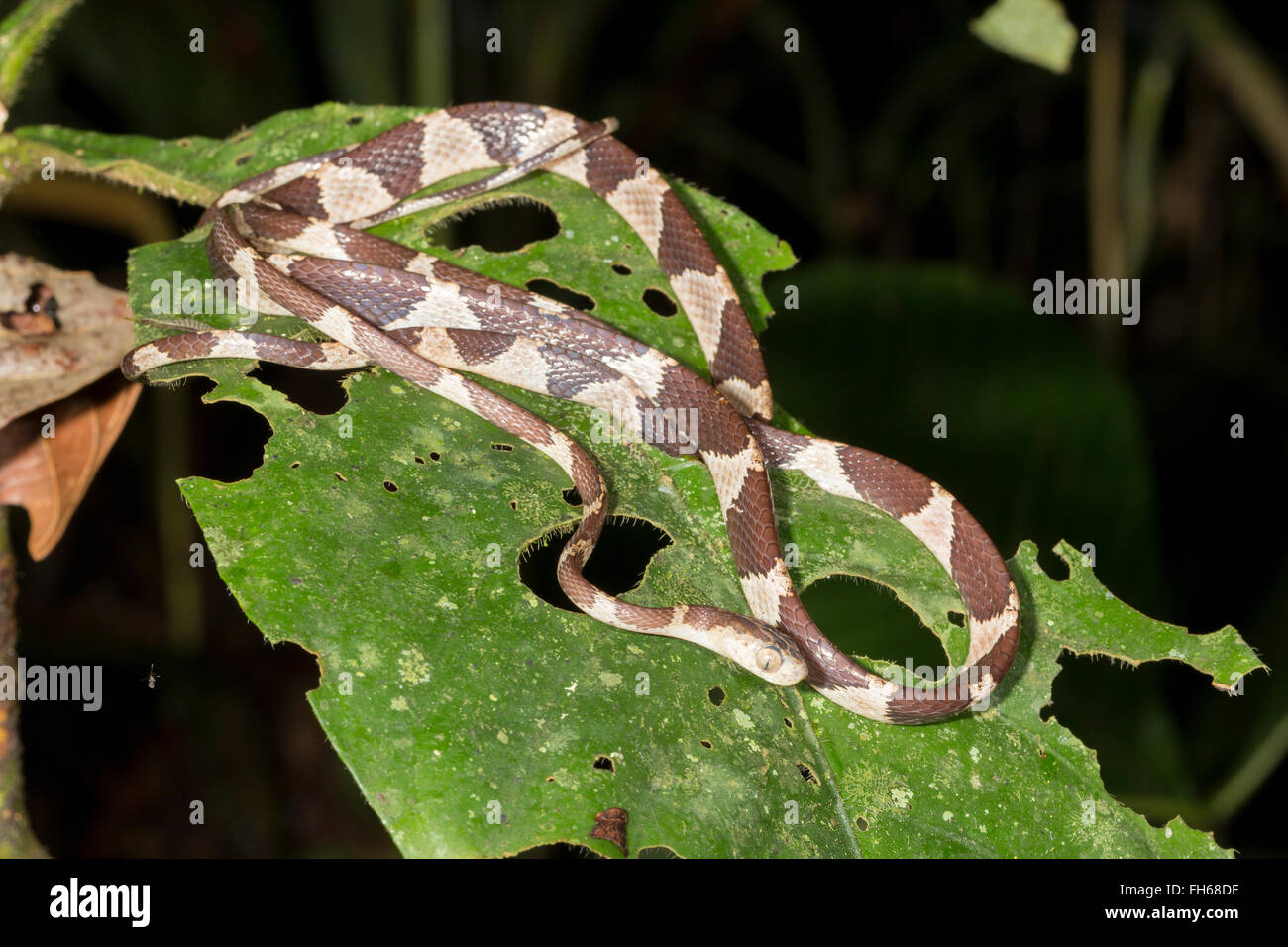 Blunt-testa di serpente ad albero (Imantodes cenchoa) strisciando attraverso la vegetazione di sottobosco, provincia di Pastaza, Ecuador Foto Stock