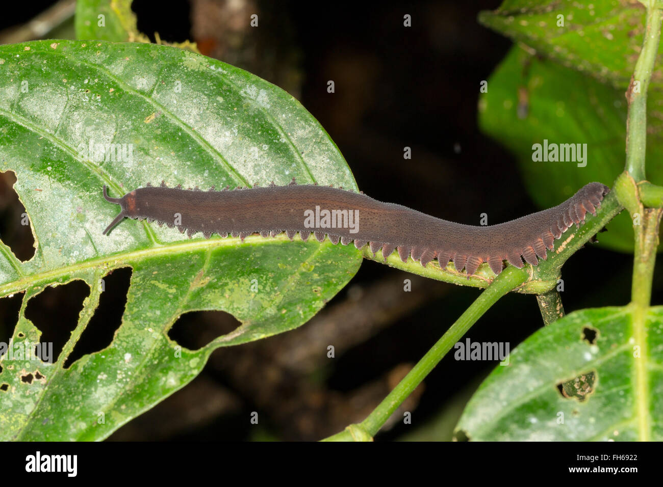 Un Onychophoran (Peripatus o worm di velluto) attivo durante la notte nella foresta pluviale sottobosco, provincia di Pastaza, Ecuador Foto Stock