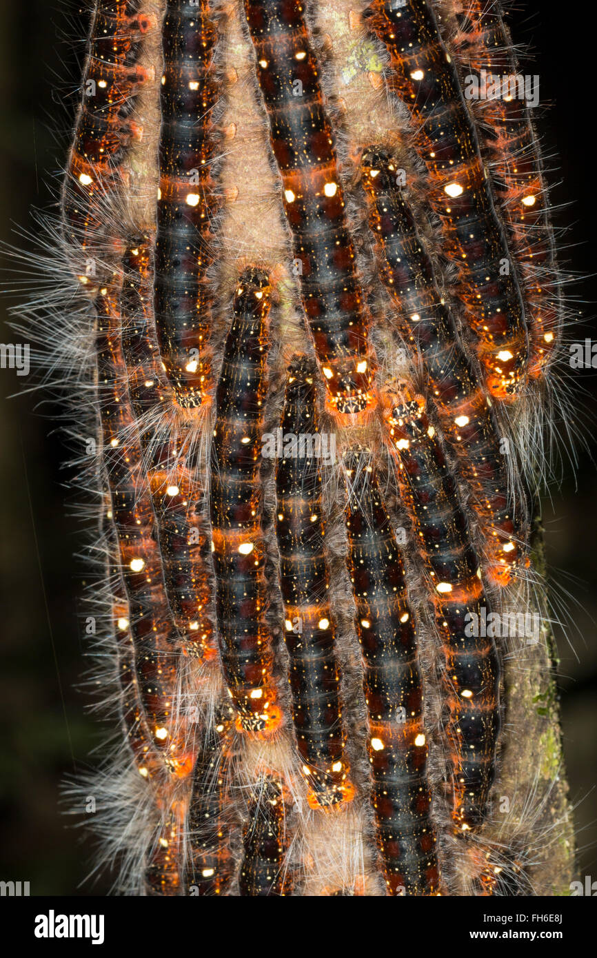 Gruppo di larve di lepidotteri su una foresta pluviale tronco di albero nella provincia di Pastaza, Ecuador. Foto Stock