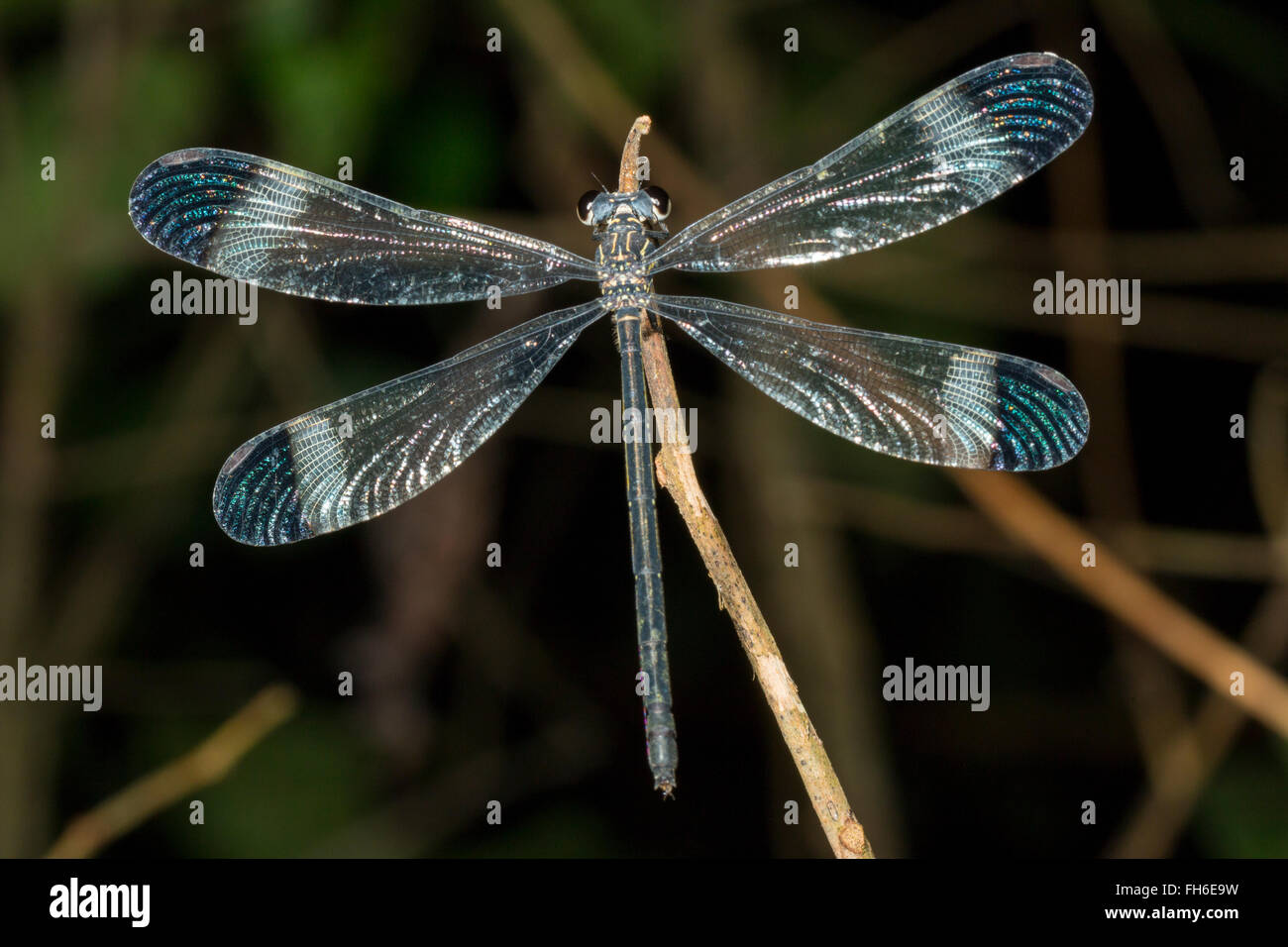 Danselfly (Zygoptera) sono ' appollaiati durante la notte nella foresta pluviale, provincia di Pastaza, Ecuador Foto Stock