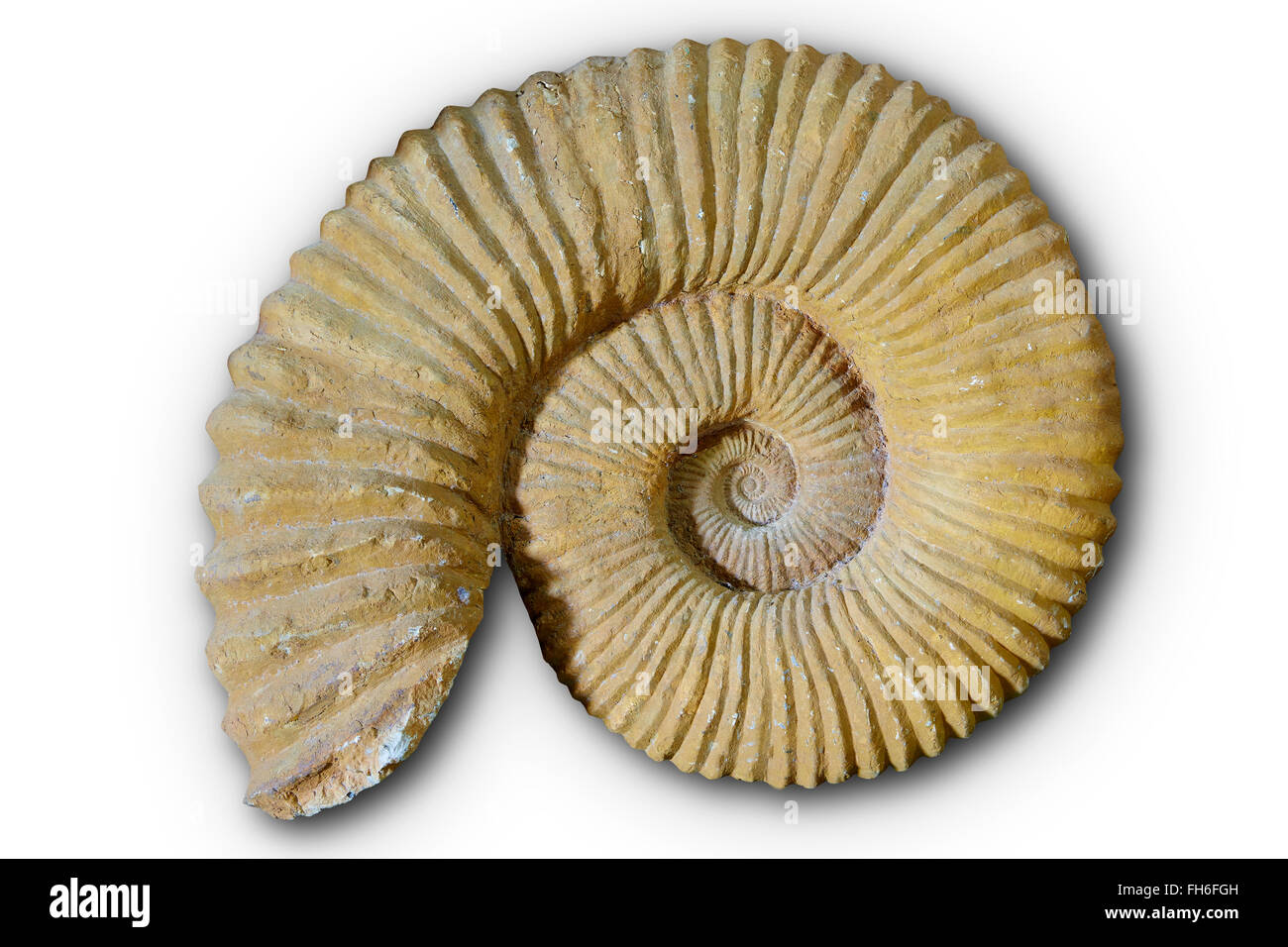Ammoniti fossili in Comunità Valenciana della Spagna Foto Stock