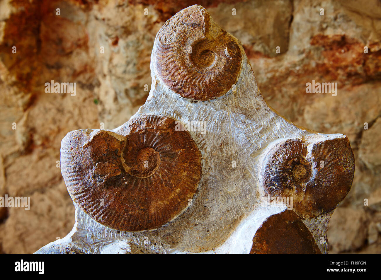 Ammoniti fossili in Comunità Valenciana della Spagna Foto Stock