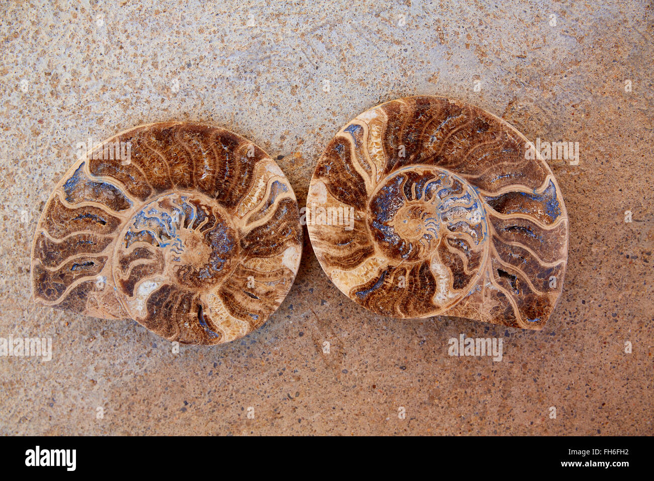 Ammoniti fossili taglio lumaca trovata nella Sierra di Teruel Albarracin della Spagna Foto Stock