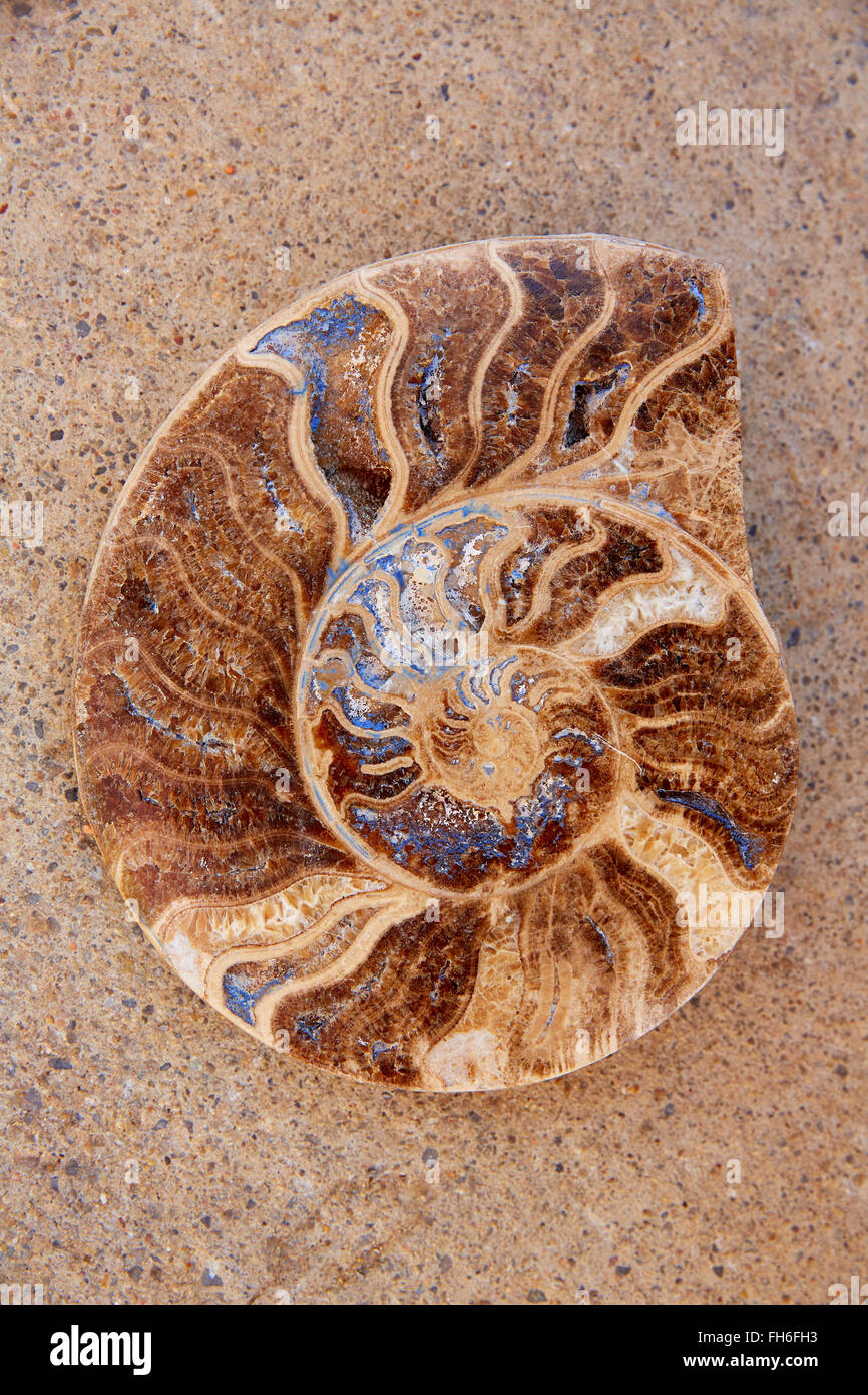 Ammoniti fossili taglio lumaca trovata nella Sierra di Teruel Albarracin della Spagna Foto Stock
