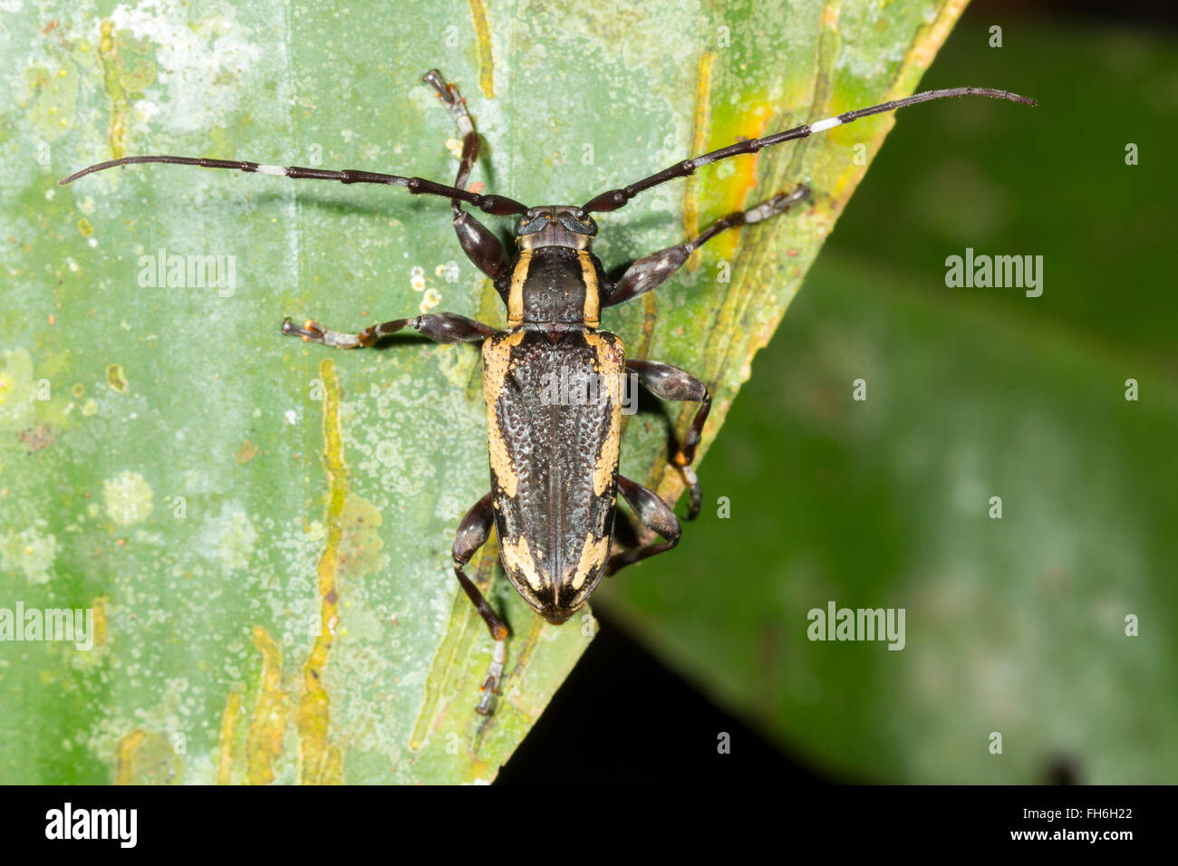 Longhorn beetle (Famiglia Cerambycidae) nella foresta pluviale, provincia di Pastaza, Ecuador Foto Stock