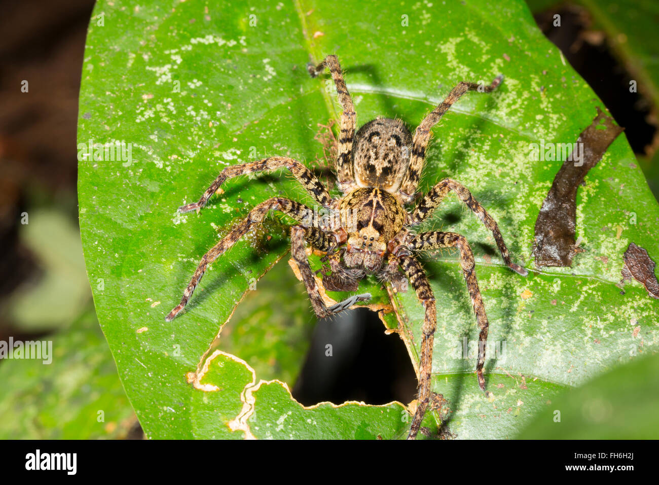 Il ragno errante famiglia Ctenidae lon una foglia nella foresta pluviale, provincia di Pastaza, Ecuador Foto Stock