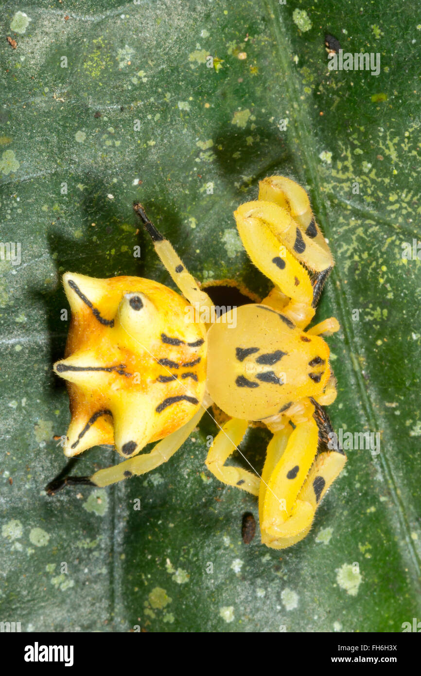 Fiore di mimare il ragno granchio (Epicadus heterogaster) su una foglia della foresta pluviale in provincia di Pastaza, Ecuador. Foto Stock