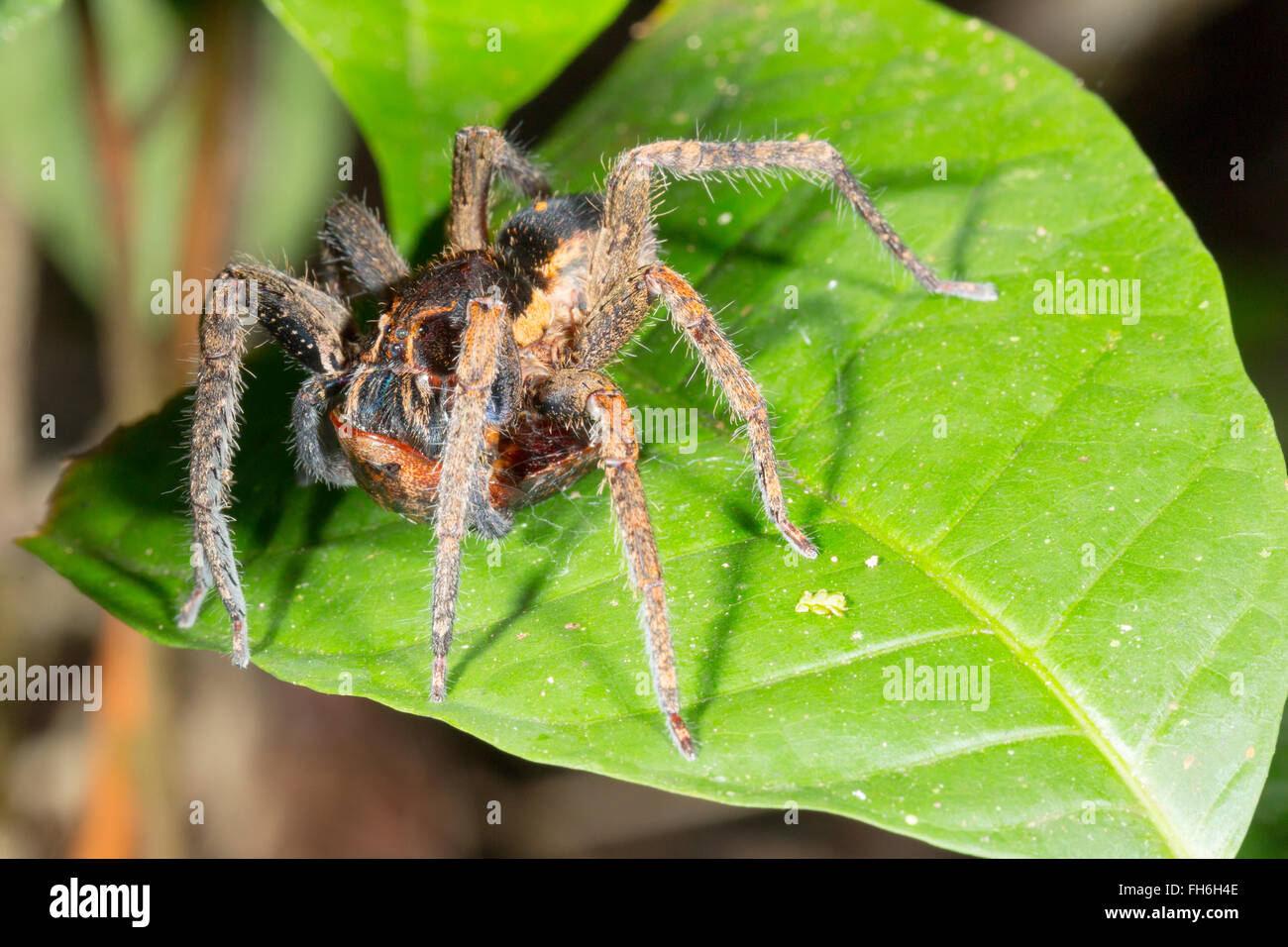 Girovagando spider (Famiglia Ctenidae) mangiando un insetto nella foresta pluviale sottobosco di notte, provincia di Pastaza, Ecuador Foto Stock