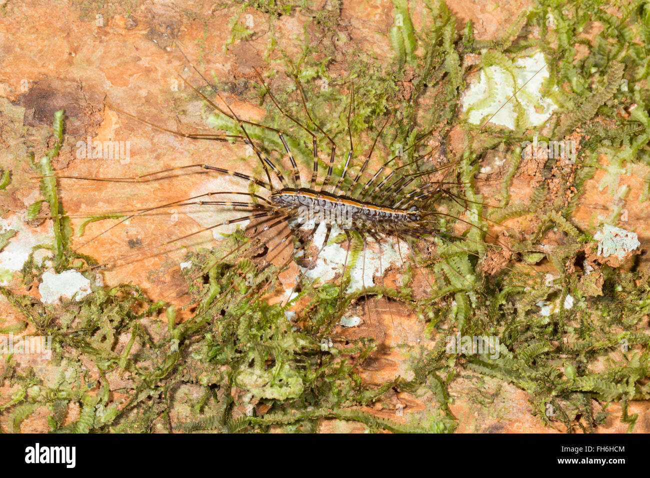 Casa (centipede La scutigera) su un tronco di albero nella foresta pluviale, provincia di Pastaza, Ecuador Foto Stock