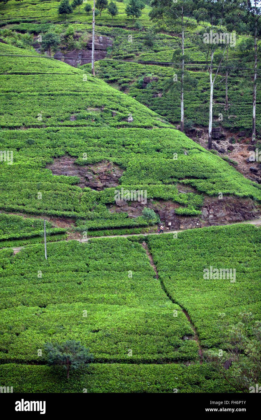 Scene di Sri Lanka Foto Stock