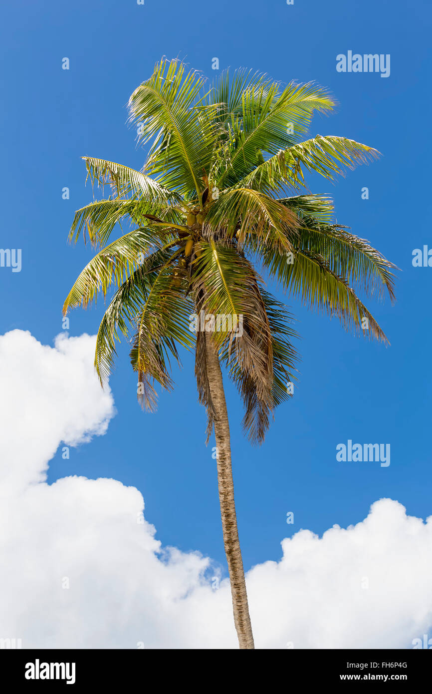 Seychelles, Anse Cocos, Coconut Palm tree, Cocos nucifera Foto Stock